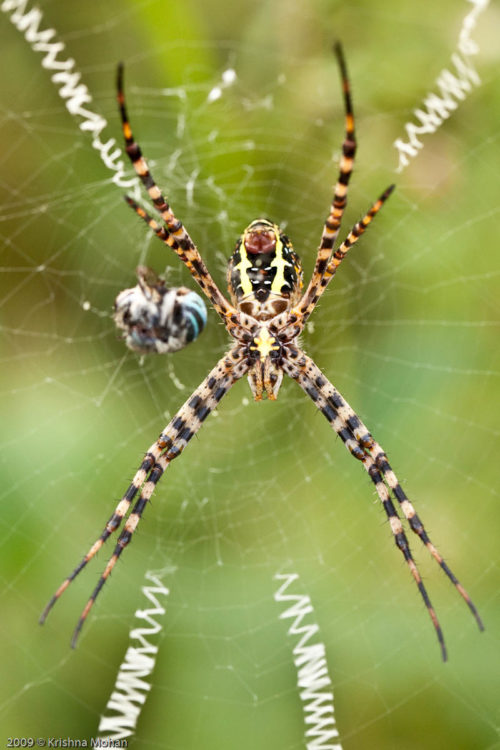 Argiope Spider