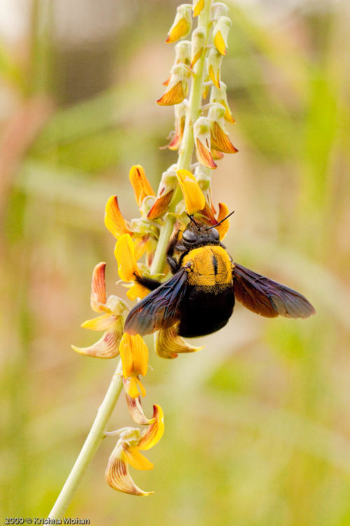 Carpenter Bee