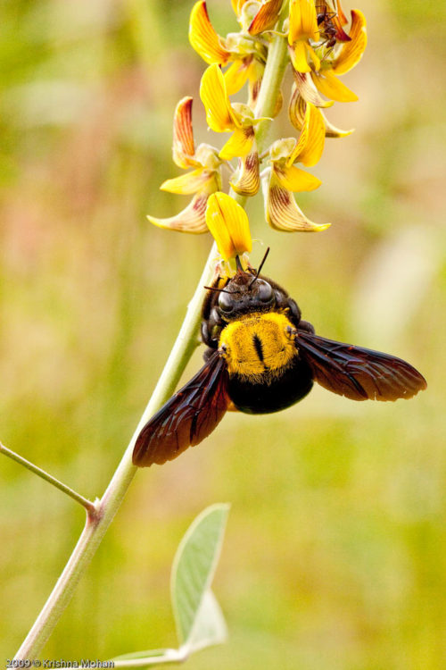 Carpenter Bee