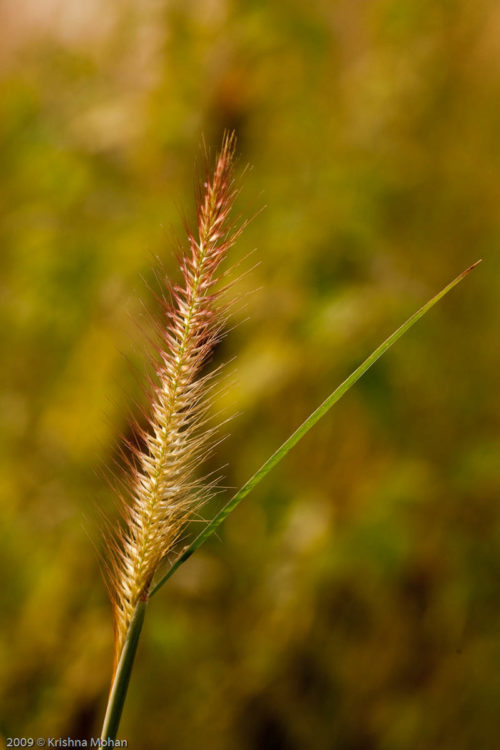 Grass inflorescence