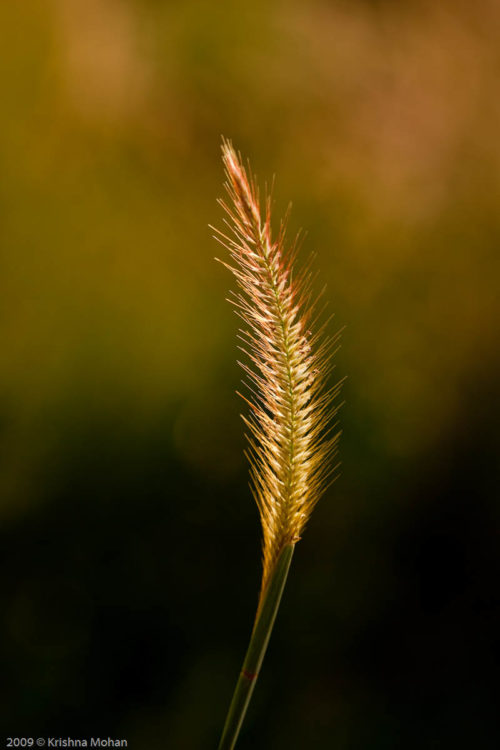 Grass inflorescence in Fading light