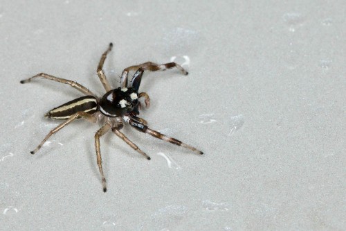 Phintella Spp. Jumping Spider