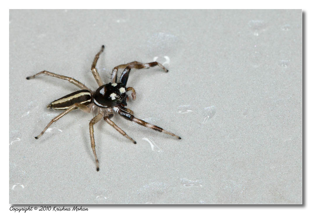 Phintella Spp. Jumping Spider