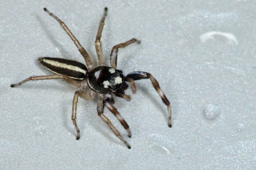 Phintella Spp. Jumping Spider