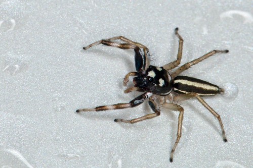 Phintella Spp. Jumping Spider