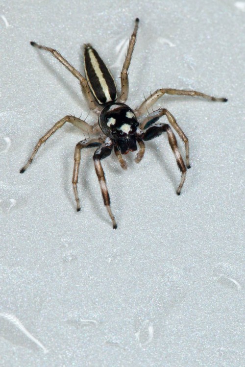 Phintella Spp. Jumping Spider