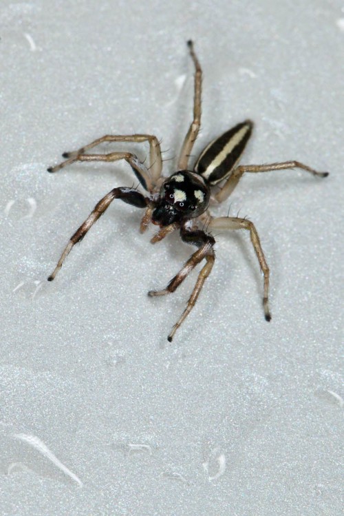 Phintella Spp. Jumping Spider