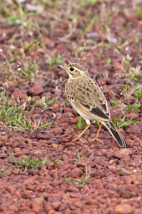 Paddyfield Pipit