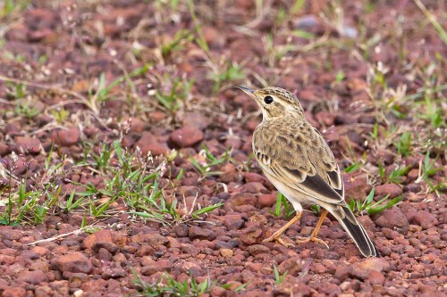 Paddyfield Pipit