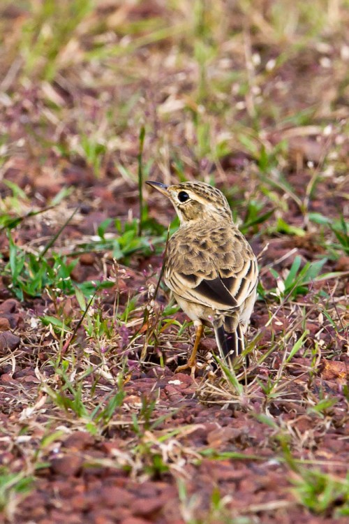 Paddyfield Pipit