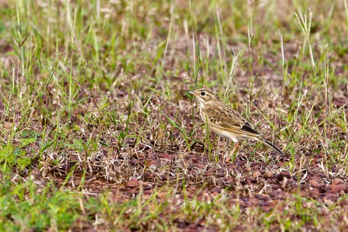 Paddyfield Pipit Camouflaged