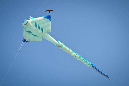 International Kite Festival 2012