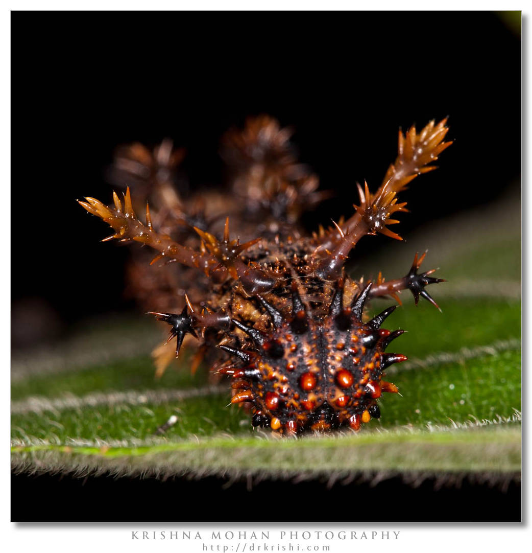 Sahyadri Commander (Moduza procris) Caterpillar