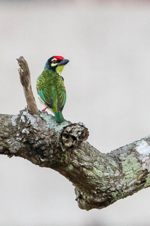 Coppersmith Barbet