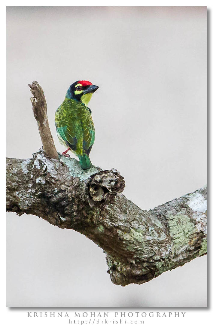 Coppersmith Barbet