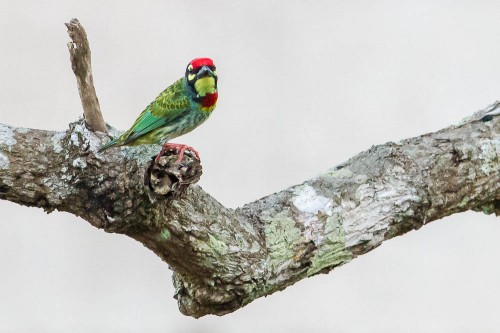 Coppersmith Barbet