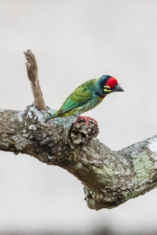 Coppersmith Barbet