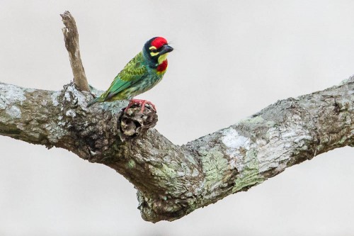 Coppersmith Barbet