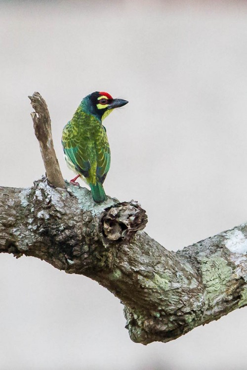 Coppersmith Barbet