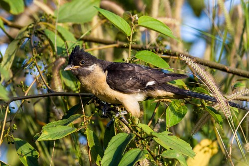 Pied Cuckoo