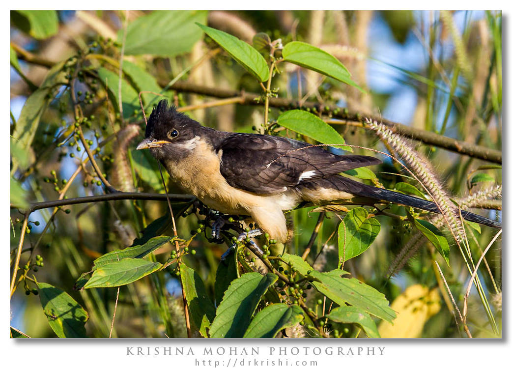 Pied Cuckoo