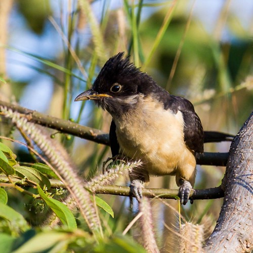 Pied Cuckoo