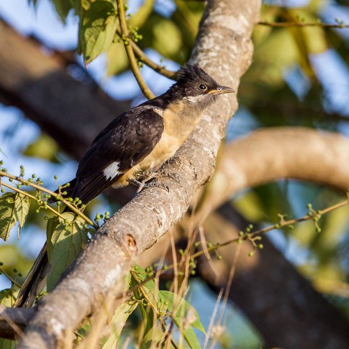 Pied Cuckoo