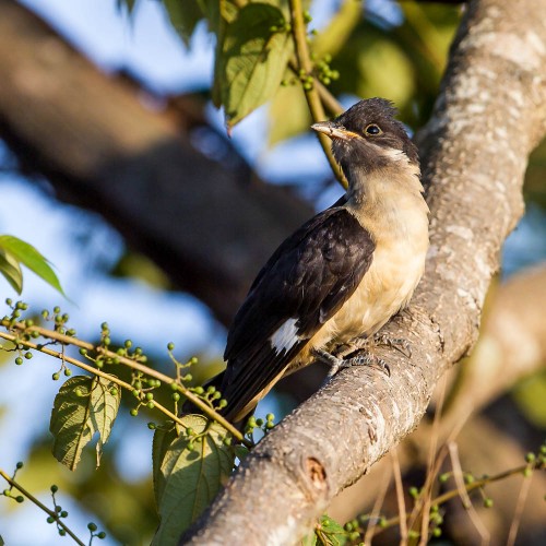 Pied Cuckoo