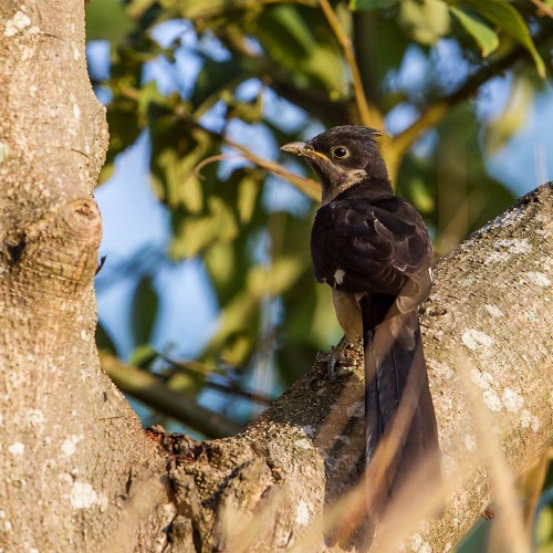 Pied Cuckoo