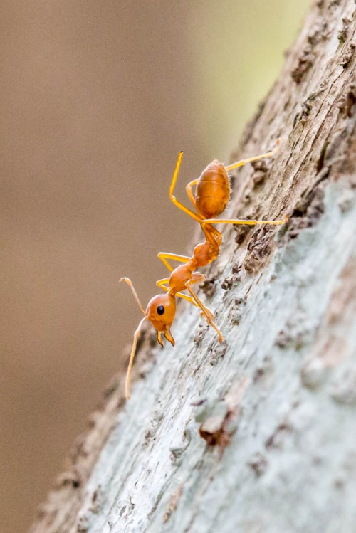 Weaver Ant