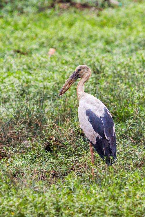 Open Billed Stork