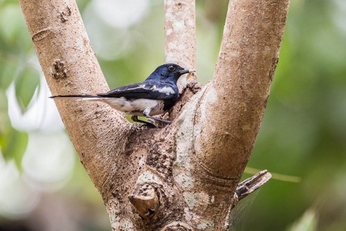 Magpie Robin