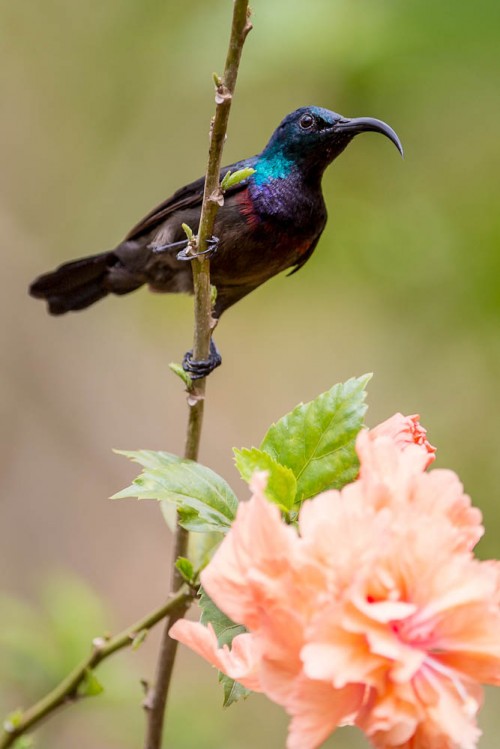 Loten's Sunbird