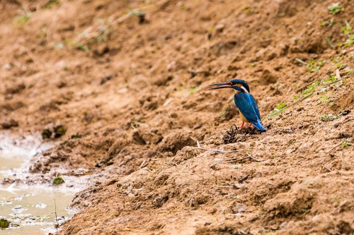 Common Kingfisher