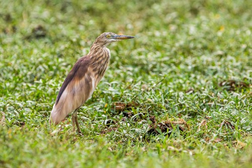 Pond heron