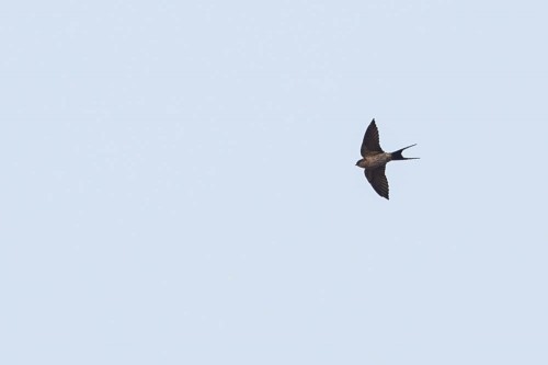 Red Rumped Swallow Bird in flight test using AF servo