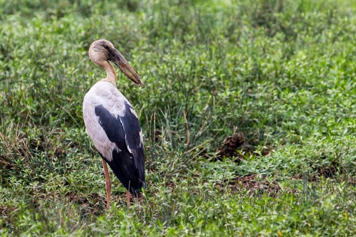 Asian Openbill