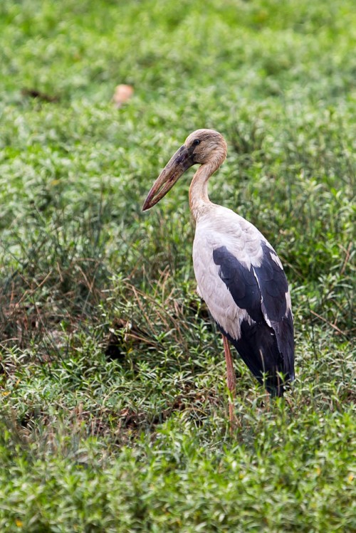 Asian Openbill