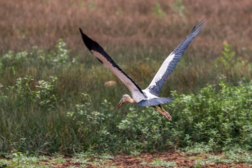 Asian Openbill