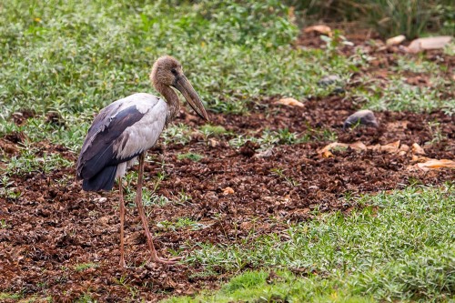 Asian Openbill