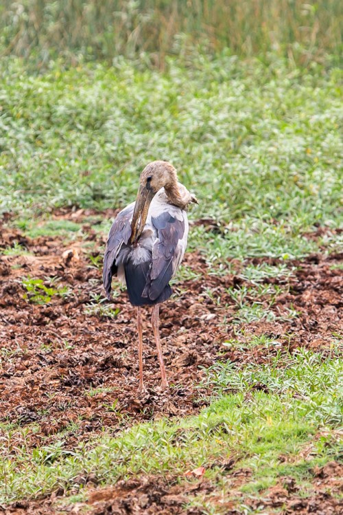 Asian Openbill