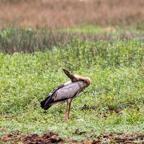 Asian Openbill