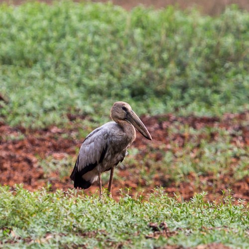 Asian Openbill