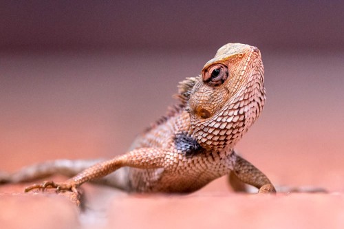 Garden Lizard - Calotes versicolor