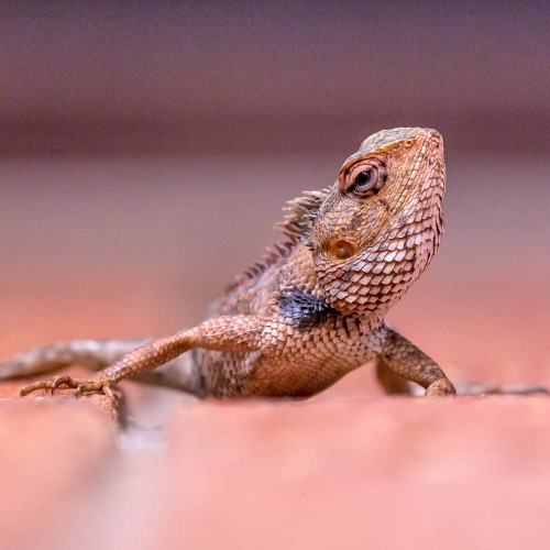 Garden Lizard - Calotes versicolor