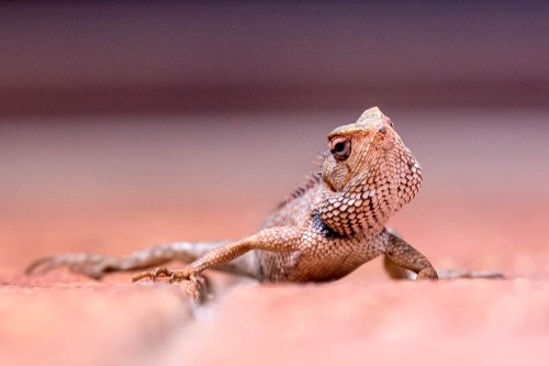 Garden Lizard - Calotes versicolor