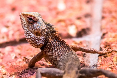 Garden Lizard - Calotes versicolor