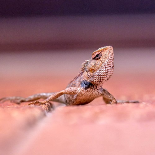 Garden Lizard - Calotes versicolor