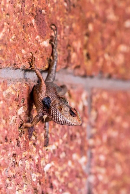 Garden Lizard - Calotes versicolor