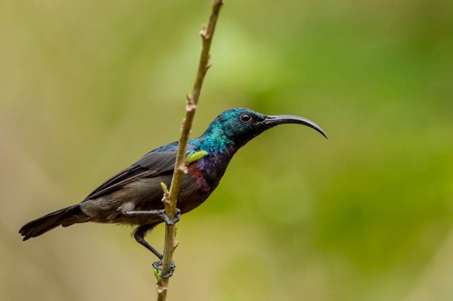 Loten's Sunbird